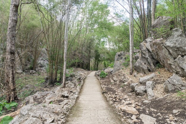 Um caminho está na floresta verde