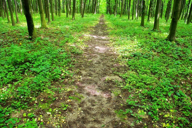 Um caminho está na floresta verde