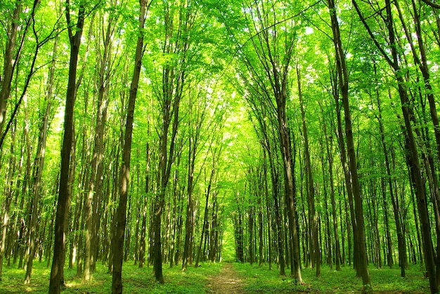 Um caminho está na floresta verde