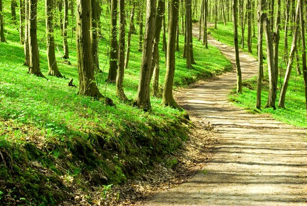 Um caminho está na floresta verde