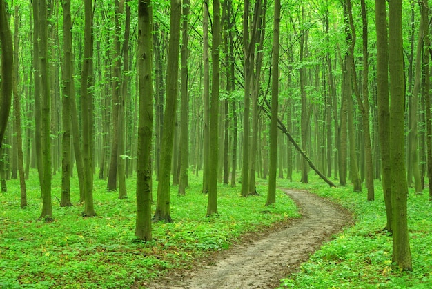 Um caminho está na floresta verde