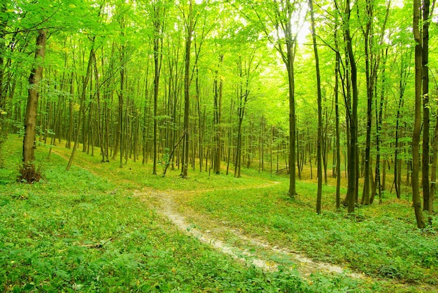 Um caminho está na floresta verde