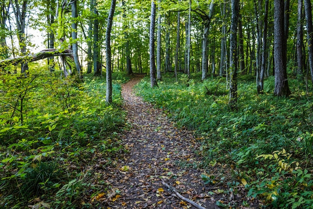 Um caminho gasto ou trilha de caminhada em uma floresta
