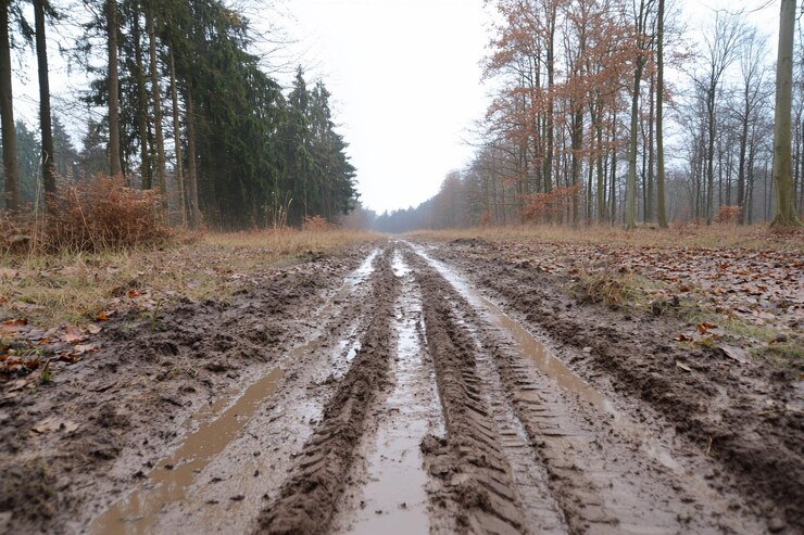 Um caminho lamacento através de uma floresta com rastros de pneus e árvores nuas