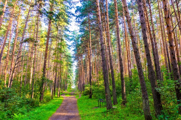 Um caminho na floresta com árvores altas e uma placa que diz 'floresta'