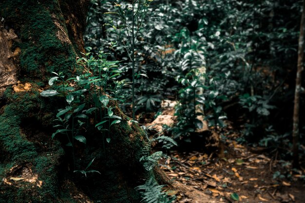 Um caminho na floresta com muitas árvores