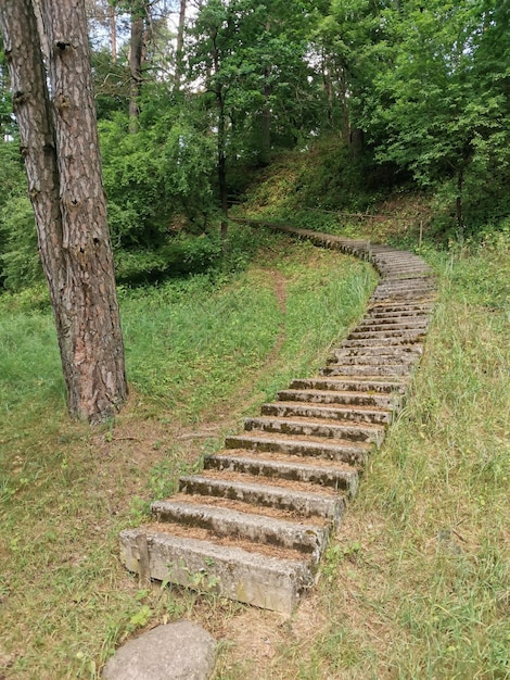 Um caminho na floresta com uma árvore ao fundo