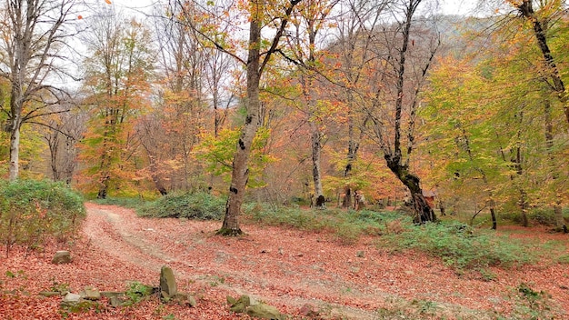 um caminho na floresta com uma estrada de terra e árvores com uma floresta no fundo
