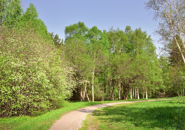 Um caminho na floresta ensolarada Estrada de terra no meio de pinheiros e bétulas com folhagem fresca de primavera