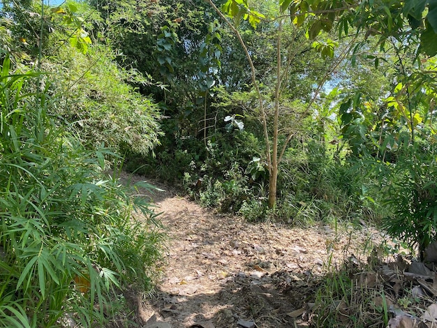 Um caminho na selva com uma placa que diz 'a palavra selva'