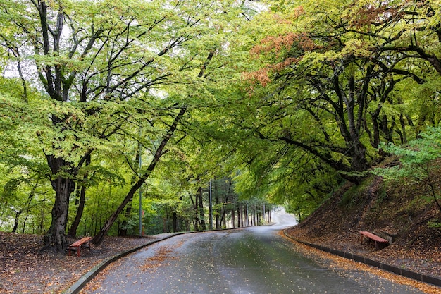 Um caminho no parque no início do outono em um dia nublado