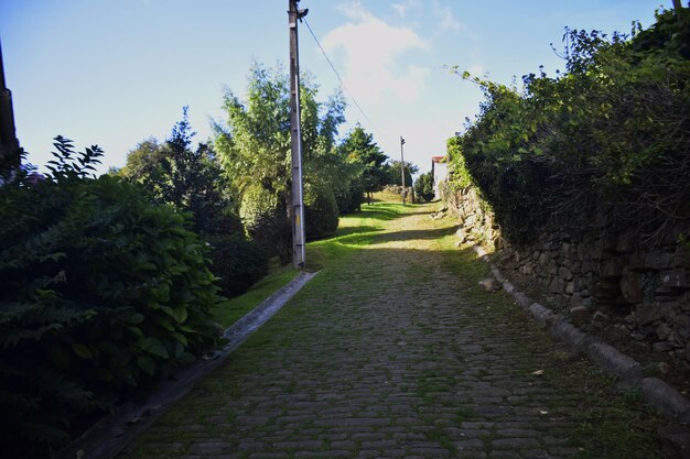 Um caminho pavimentado coberto de vegetação o caminho do norte de st james spain