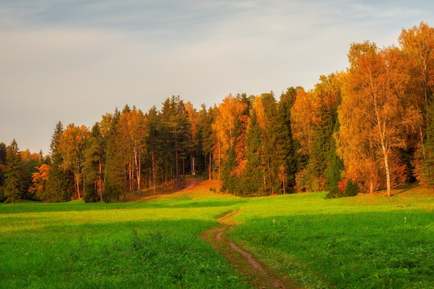 Um caminho pelo campo até a floresta de outono. pavlovsk. rússia.