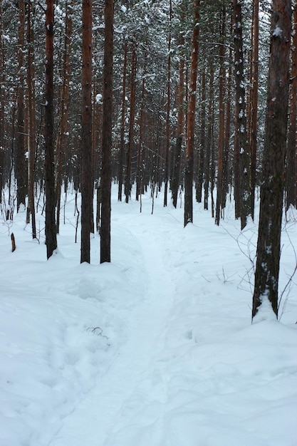 Um caminho percorrido na neve profunda, entre troncos de pinheiros na floresta.