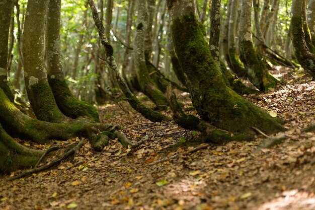 Um caminho que leva a uma floresta densa