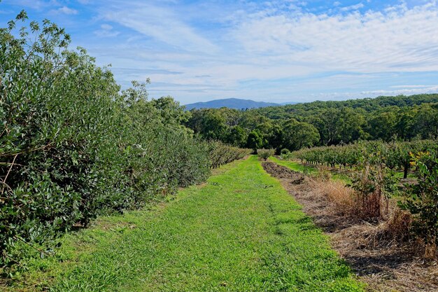 Um caminho que leva a uma montanha com árvores ao fundo