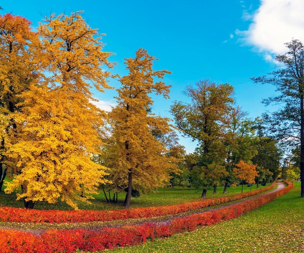 Um caminho sinuoso para pedestres no parque de outono na ilha krestovsky