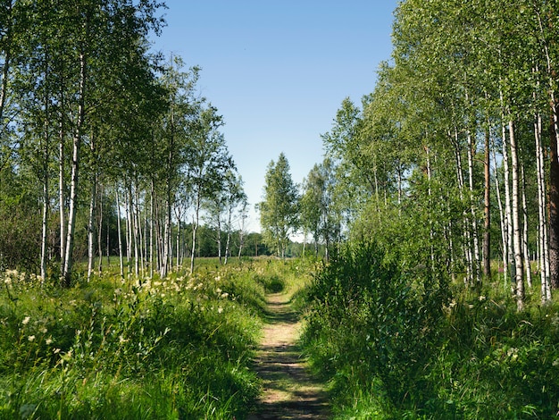 Um caminho sombrio de bétula na floresta em um dia ensolarado de verão brilhante