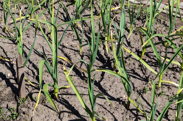 Um campo agrícola com alho em crescimento