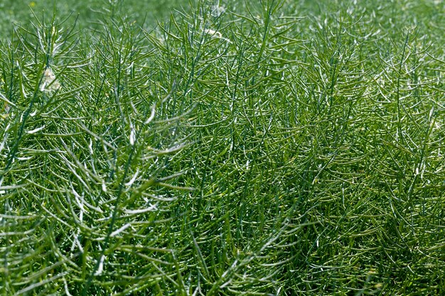 Um campo agrícola com colza