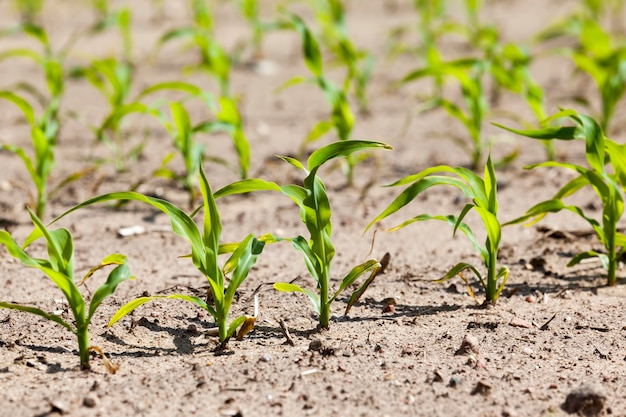 Um campo agrícola ensolarado com milho verde