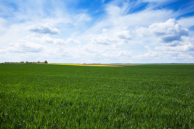 Um campo agrícola na temporada de primavera, que está cultivando trigo verde imaturo. céu azul