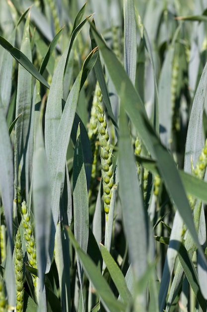 Um campo agrícola no qual as plantas de cereais são cultivadas