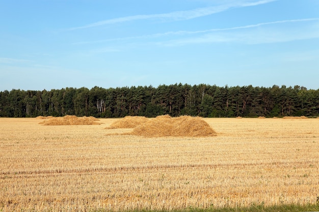 Um campo agrícola no qual coletamos trigo