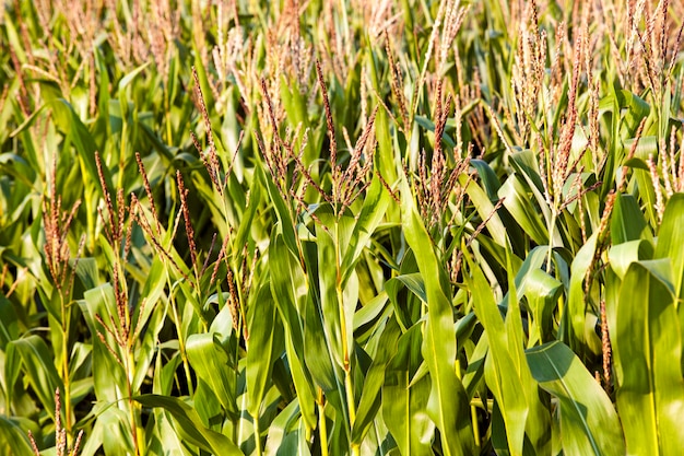 Um campo agrícola no qual o milho cresce durante a floração. verão do ano.