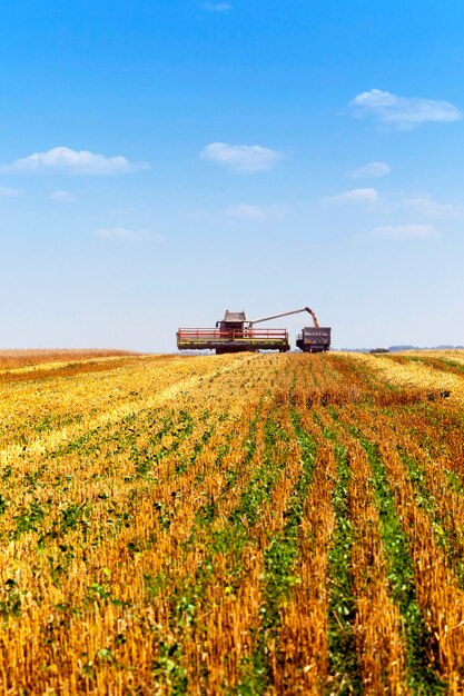 Um campo agrícola no qual realizam a limpeza do trigo