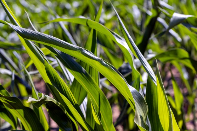 Um campo agrícola onde cresce o milho verde jovem