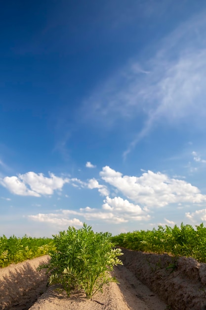 Um campo agrícola onde cresce um grande número de cenouras