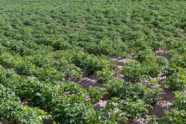 Um campo agrícola onde crescem batatas verdes, produzindo um grande número de produtos alimentares à base de batata