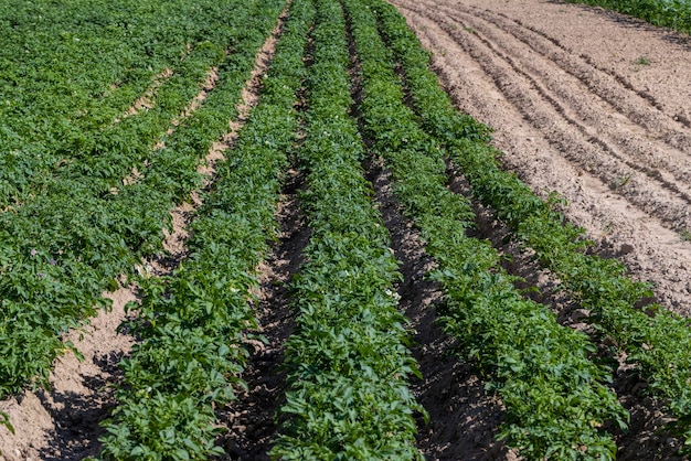 Um campo agrícola onde crescem batatas verdes