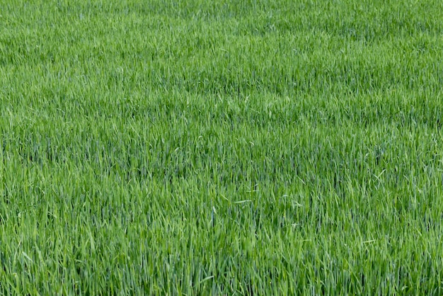 Um campo agrícola onde crescem cereais em maturação