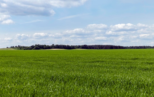 Um campo agrícola onde crescem cereais verdes