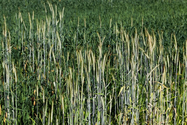 Um campo agrícola onde o centeio é cultivado