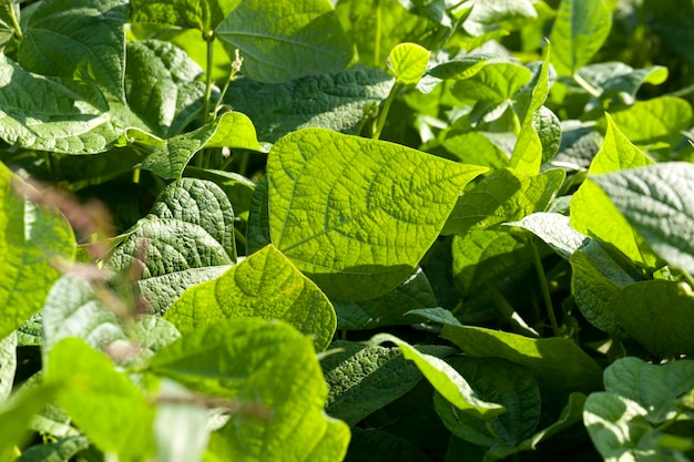 Um campo agrícola onde o feijão é cultivado, um pé de feijão durante a floração em um campo agrícola