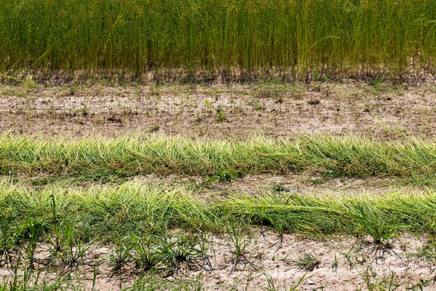 Um campo agrícola onde o linho é cultivado, plantas de linho verdes prontas para colher e fazer fios e tecidos de linho