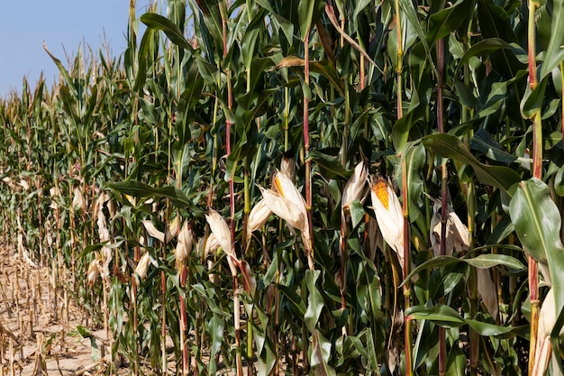 Um campo agrícola onde o milho é colhido para alimentação