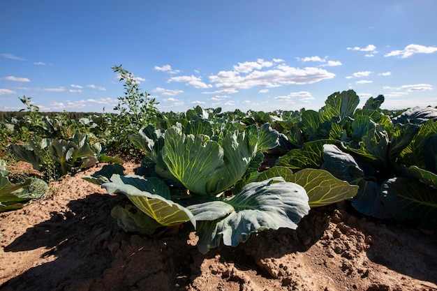 Um campo agrícola onde o repolho branco é cultivado