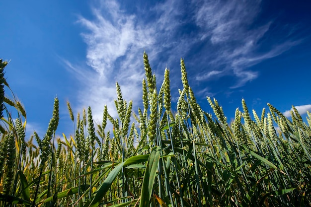 Um campo agrícola onde o trigo cereal é cultivado