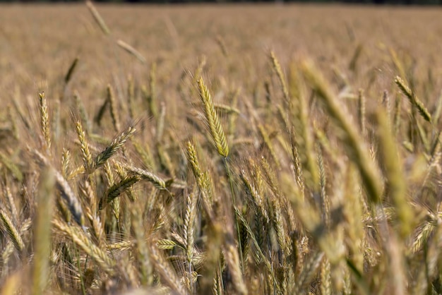 Um campo agrícola onde o trigo de cereais em amadurecimento cresce um campo de cereais com plantas de trigo amareladas