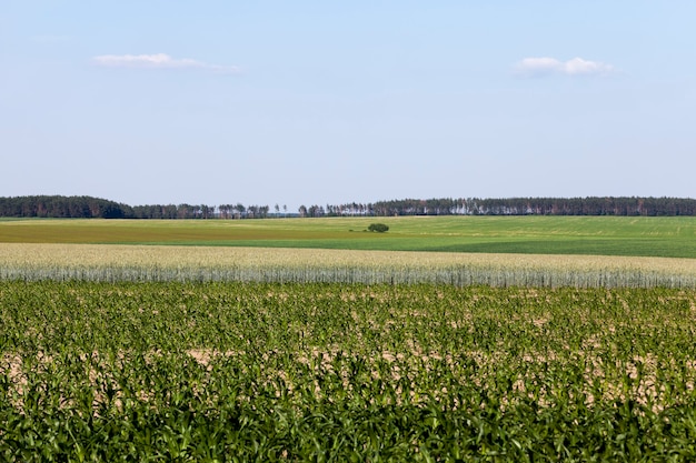 Um campo agrícola onde o trigo é cultivado