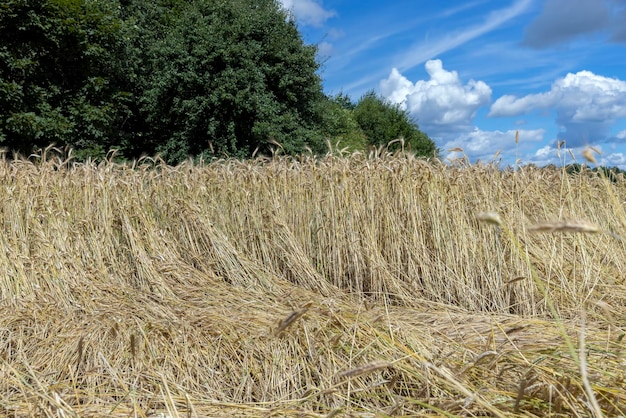 Um campo agrícola onde o trigo é cultivado