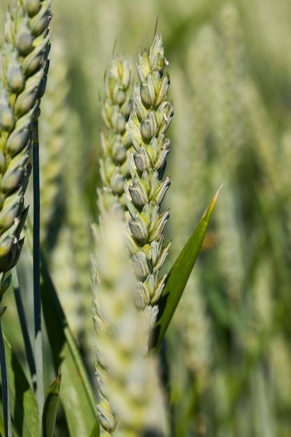 Um campo agrícola onde os cereais são cultivados