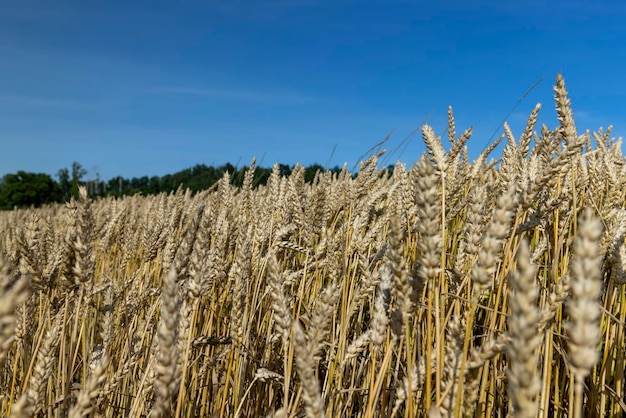 Um campo agrícola onde se cultiva o trigo necessário para fazer pão um campo com cereais durante o cultivo