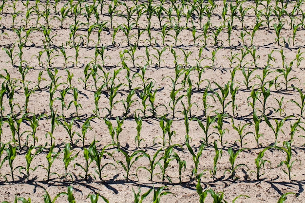 Um campo agrícola onde uma colheita de milho cresce