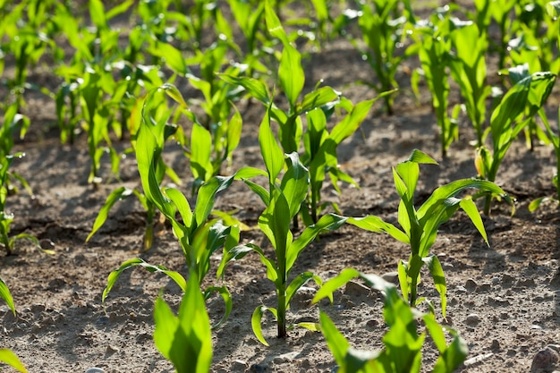 Um campo agrícola, que está cultivando milho verde jovem. milho imaturo