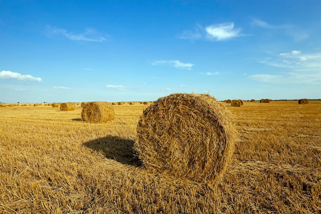 Um campo agrícola